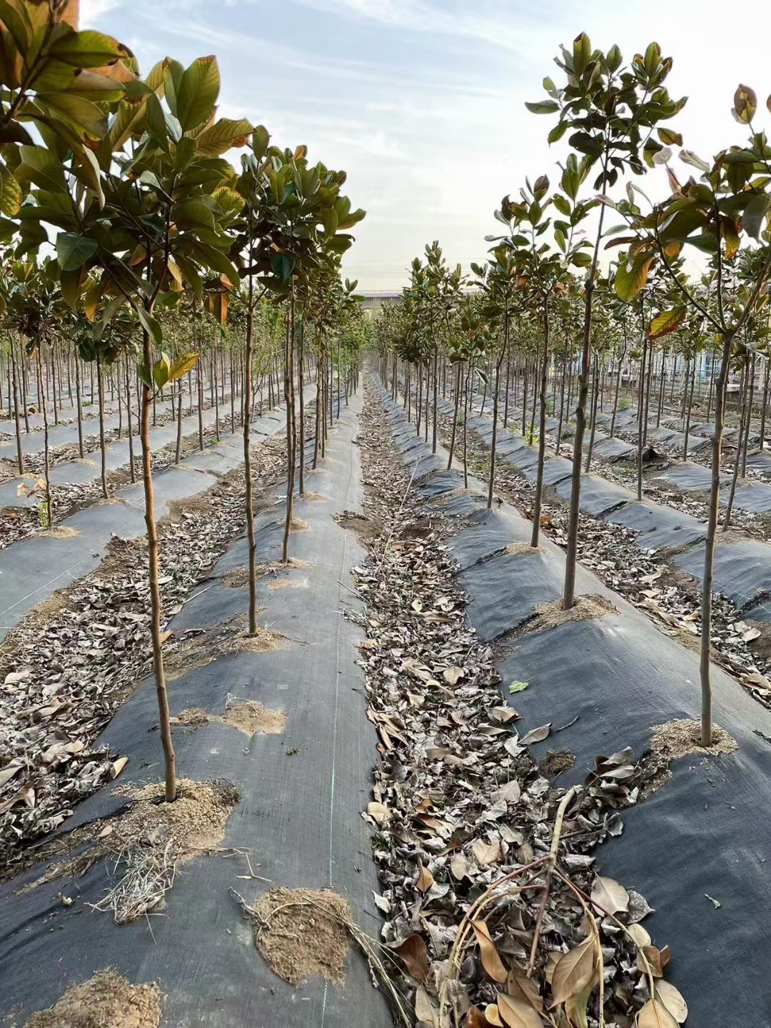 Grass proof cloth Horticultural shed Weed proof cloth Weed proof mat Orchard grass proof cloth Agricultural grass proof cloth Anti aging grass proof cloth Cover grass cloth