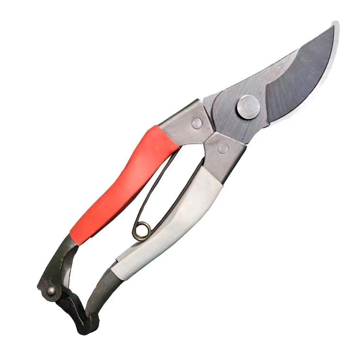 Pruning and pruning of red plums, pruning of fruit branches