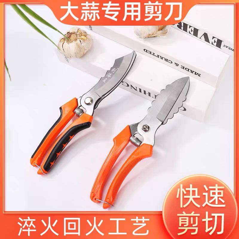 Agricultural garlic scallion special scissors for dry and wet garlic stems, garlic whiskers, garlic cutting tools, garlic clove cutting tools, garlic head cutting tools, garlic scissors
